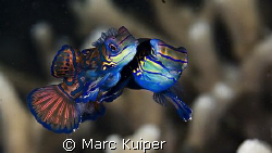 mating mandarinfish--look under the belly of female--ther... by Marc Kuiper 
